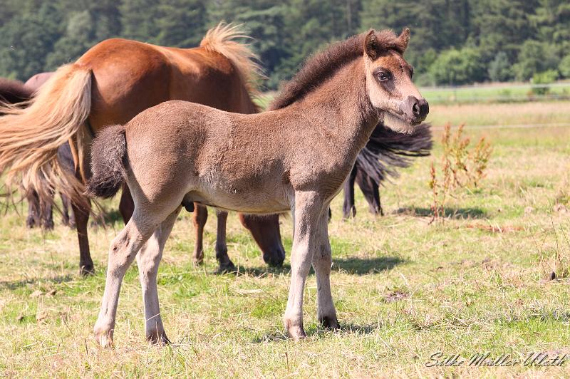 Otur a.jpg - Otur von Heidmoor
